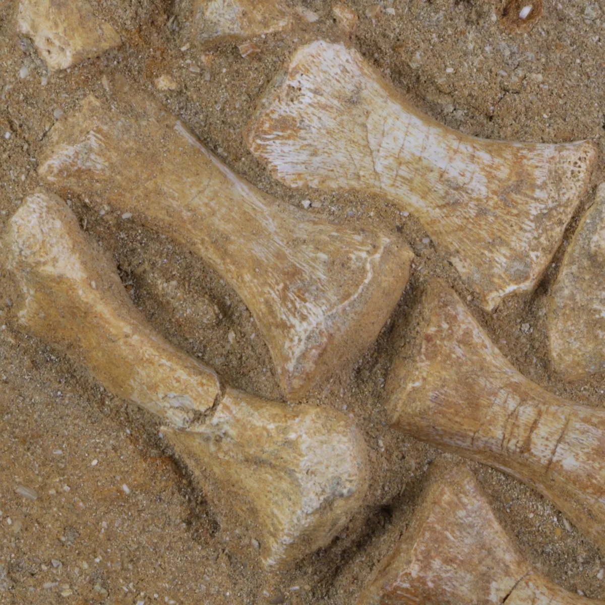 Mosasaurus 