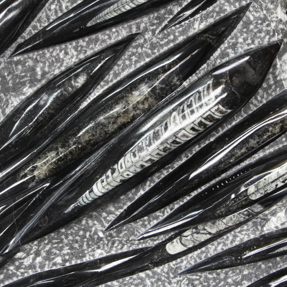 Lastra con Orthoceras Fossili