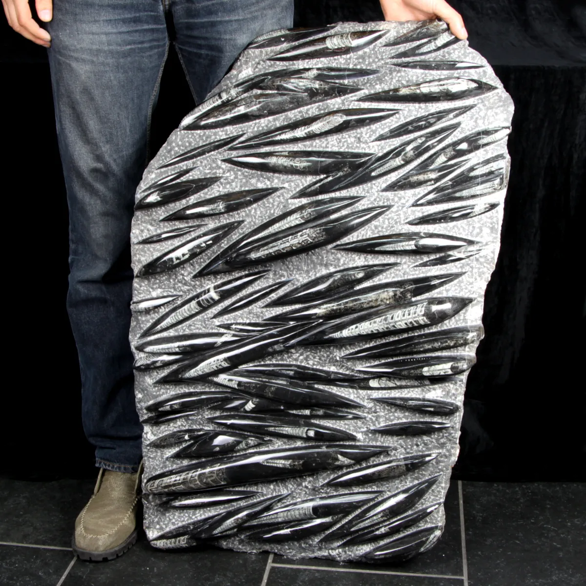 Lastra con Orthoceras Fossili