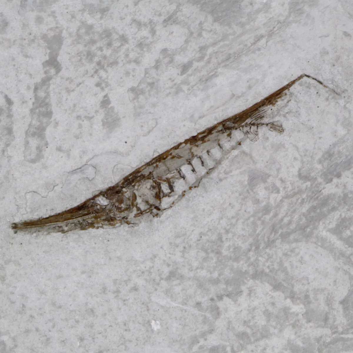 Fistularioides Fossili su Lastra