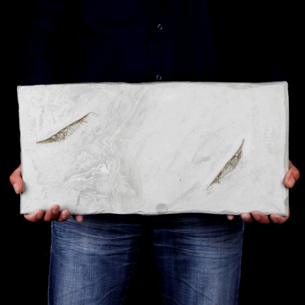 Fistularioides Fossili su Lastra