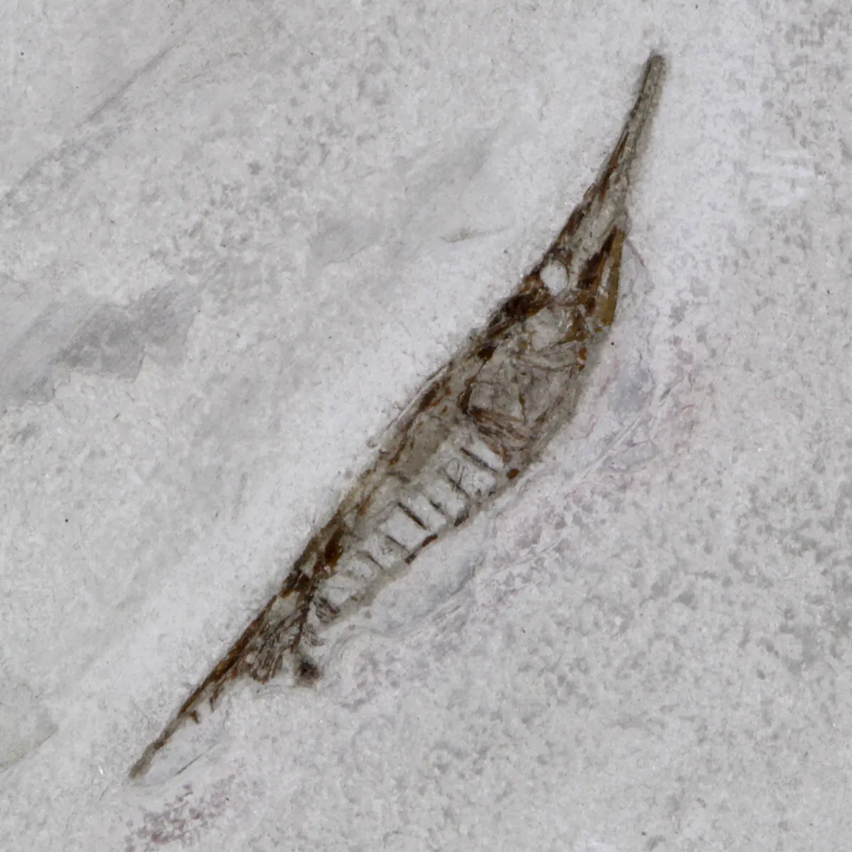 Fistularioides Fossili su Lastra