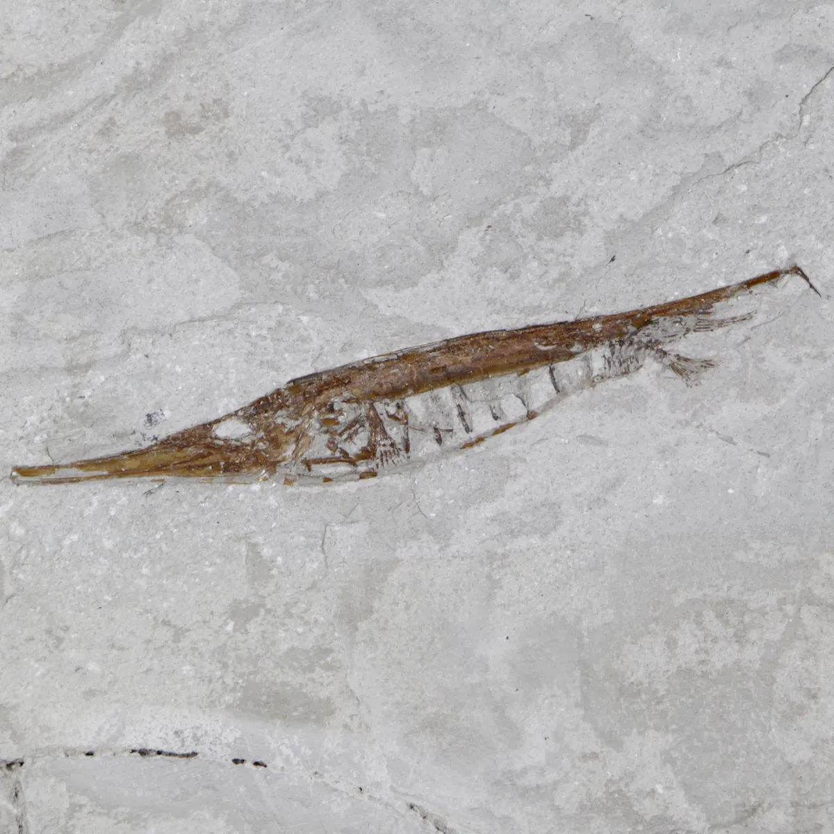 Fistularioides Fossili su Lastra