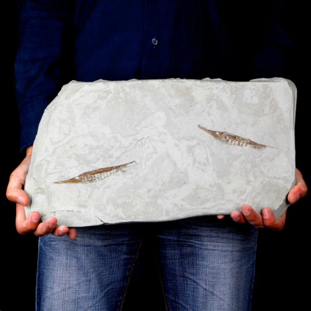Fistularioides Fossili su Lastra