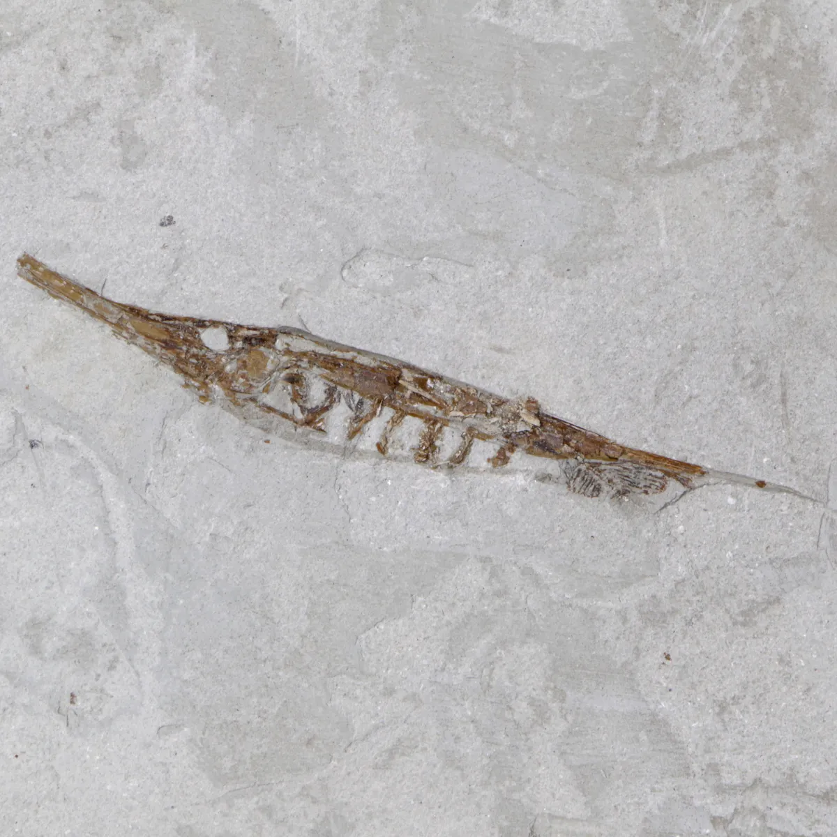Fistularioides Fossili su Lastra