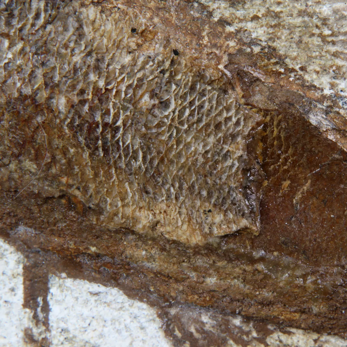 Rhacolepis Buccalis Fossili
