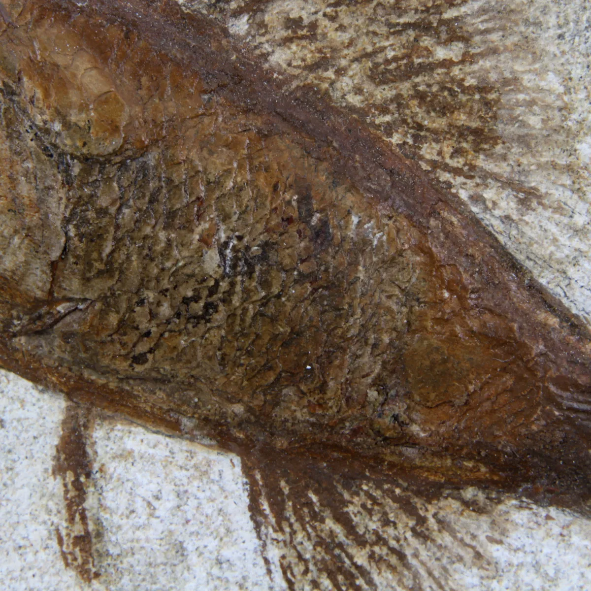 Rhacolepis Buccalis Fossili