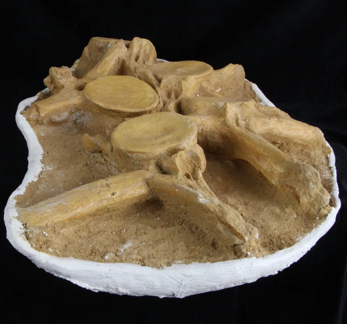 Plesiosaurus Dolichodeirus