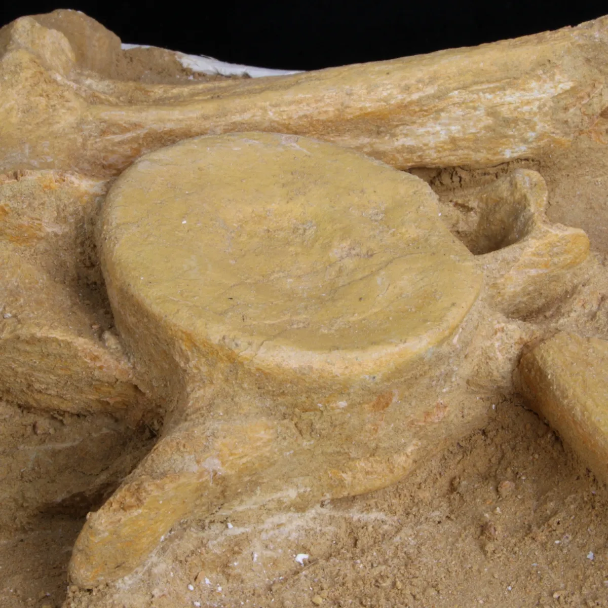 Plesiosaurus Dolichodeirus