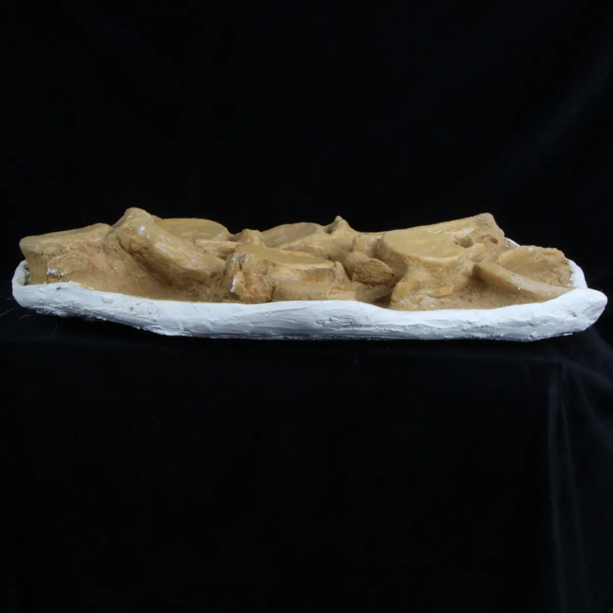 Plesiosaurus Dolichodeirus