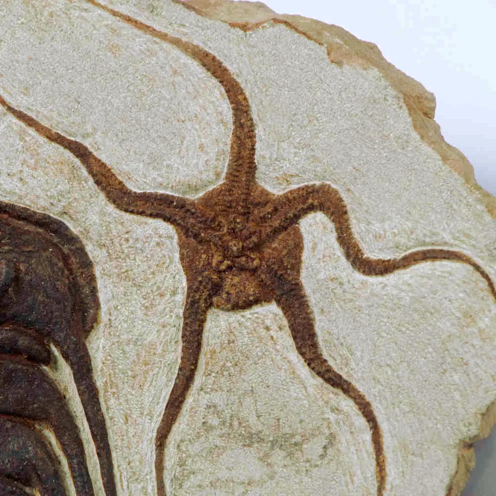 Trilobite Selenopeltis e Ophiura