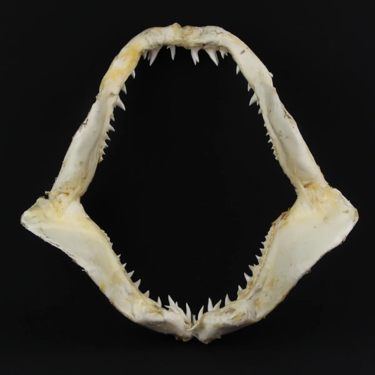 Bocca di Squalo Mako