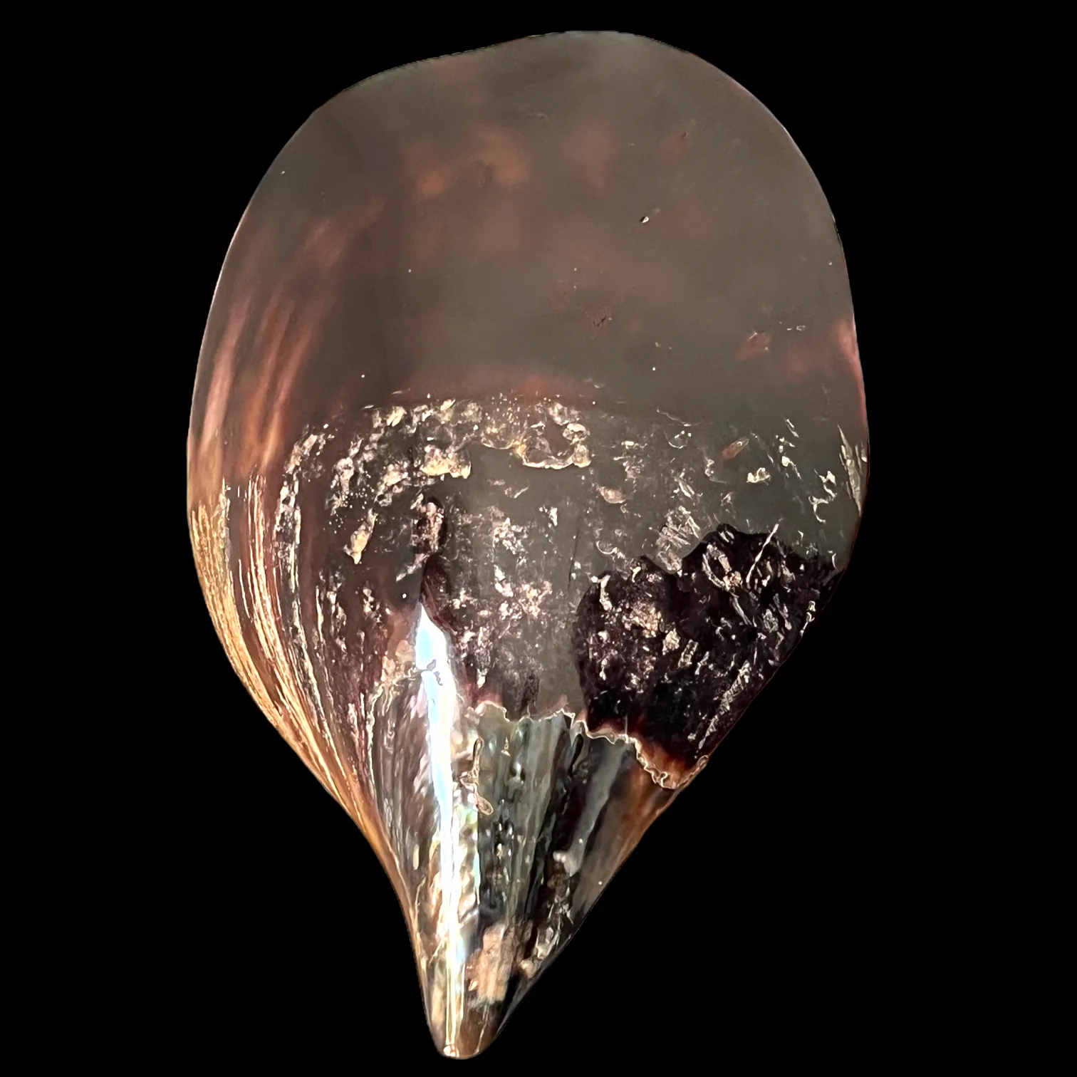 Atrina Vexillum - Lucida
