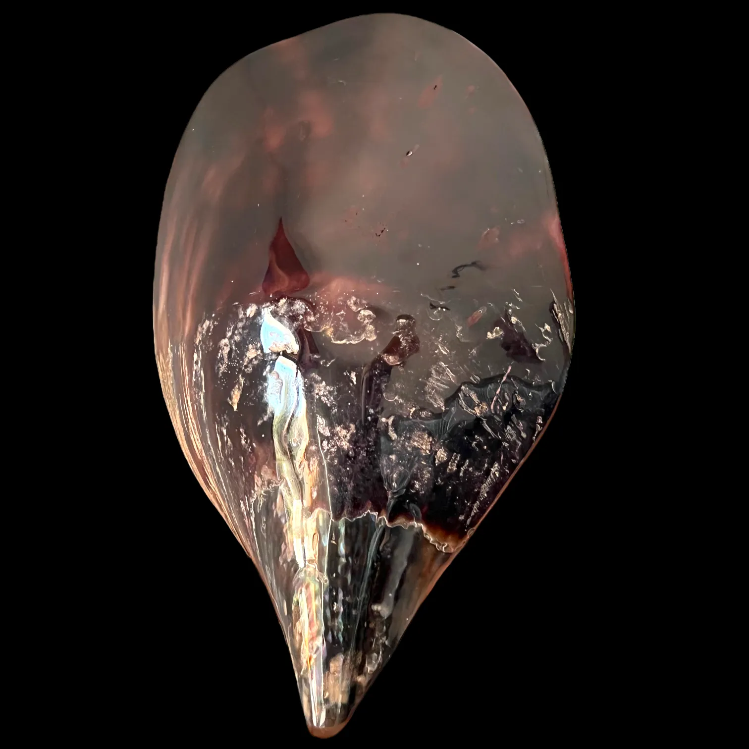 Atrina Vexillum - Lucida