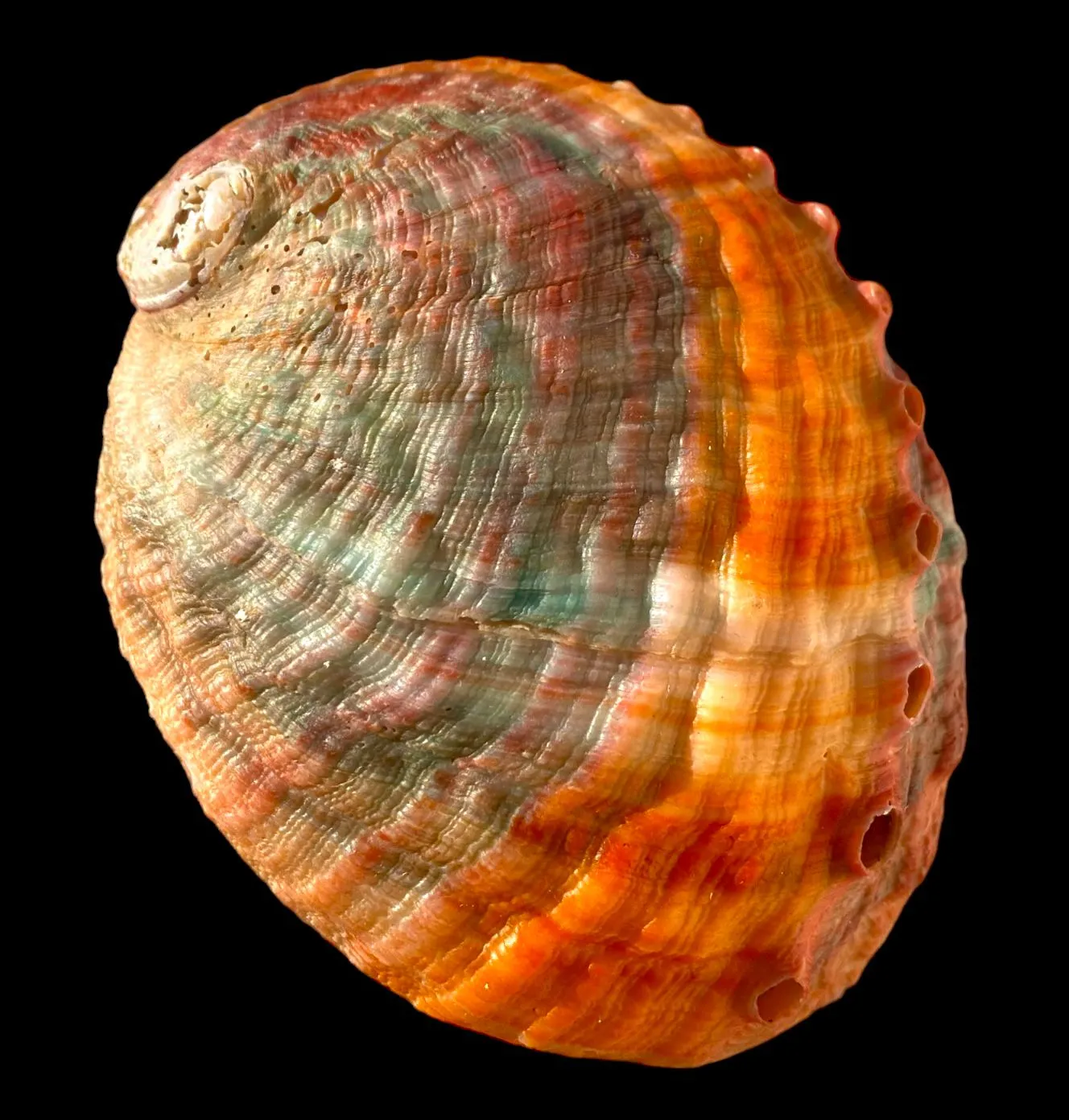 Haliotis Kamtschatkana Assimilis