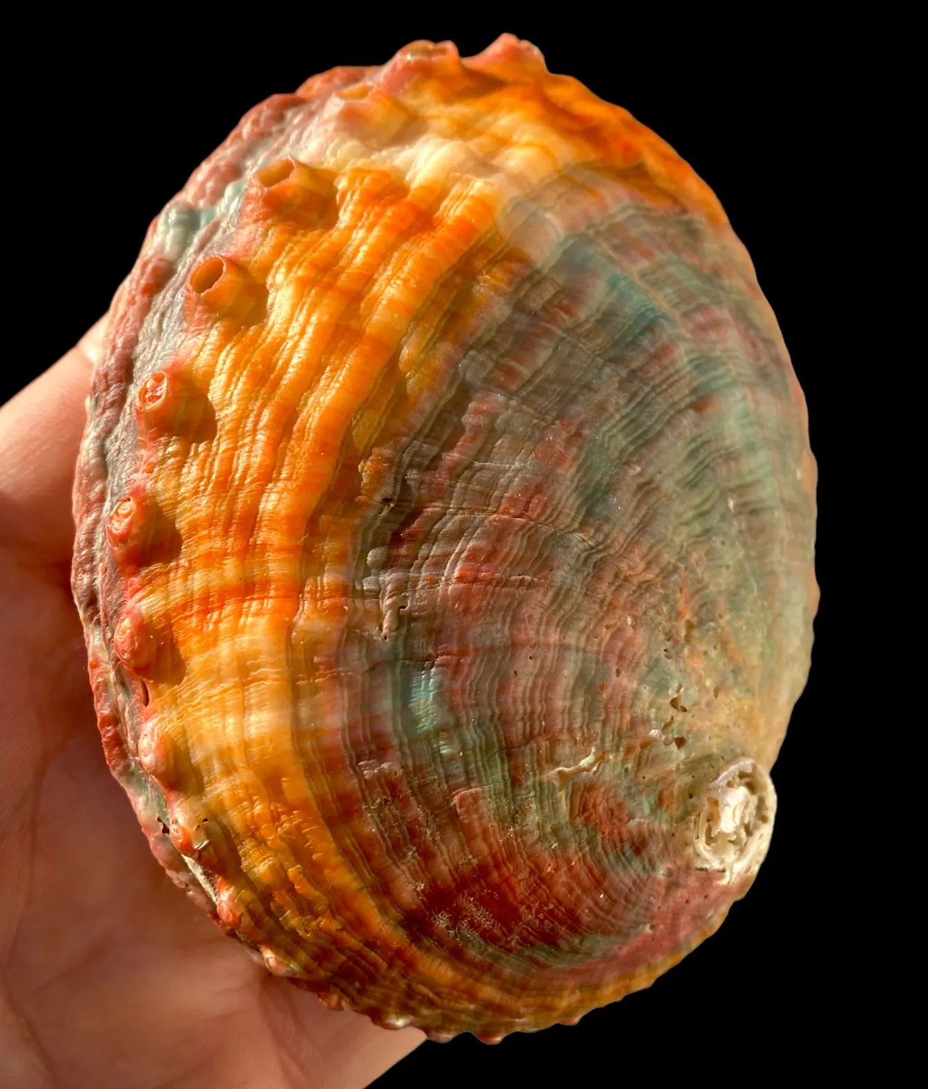 Haliotis Kamtschatkana Assimilis