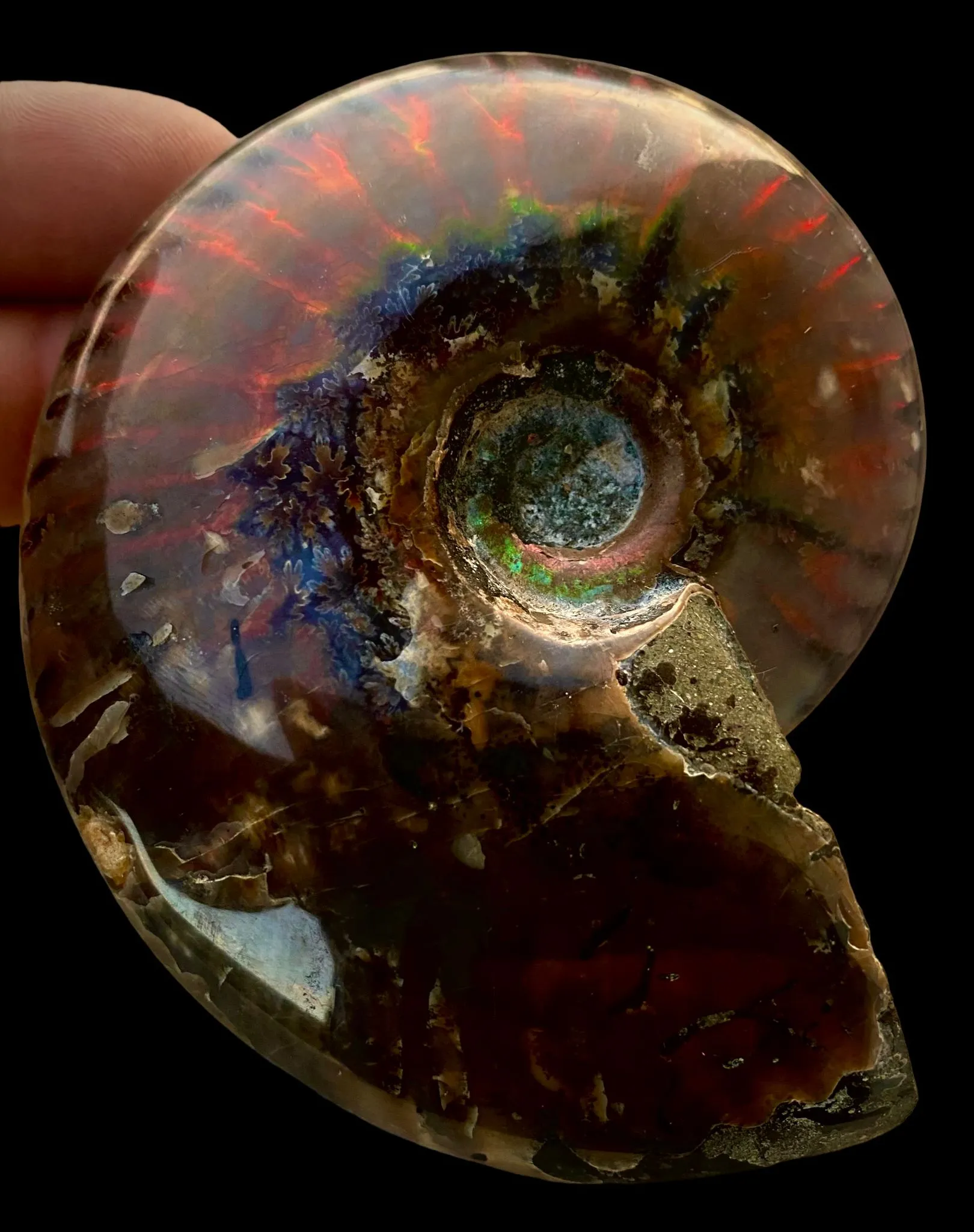 Ammonite Cleoniceras