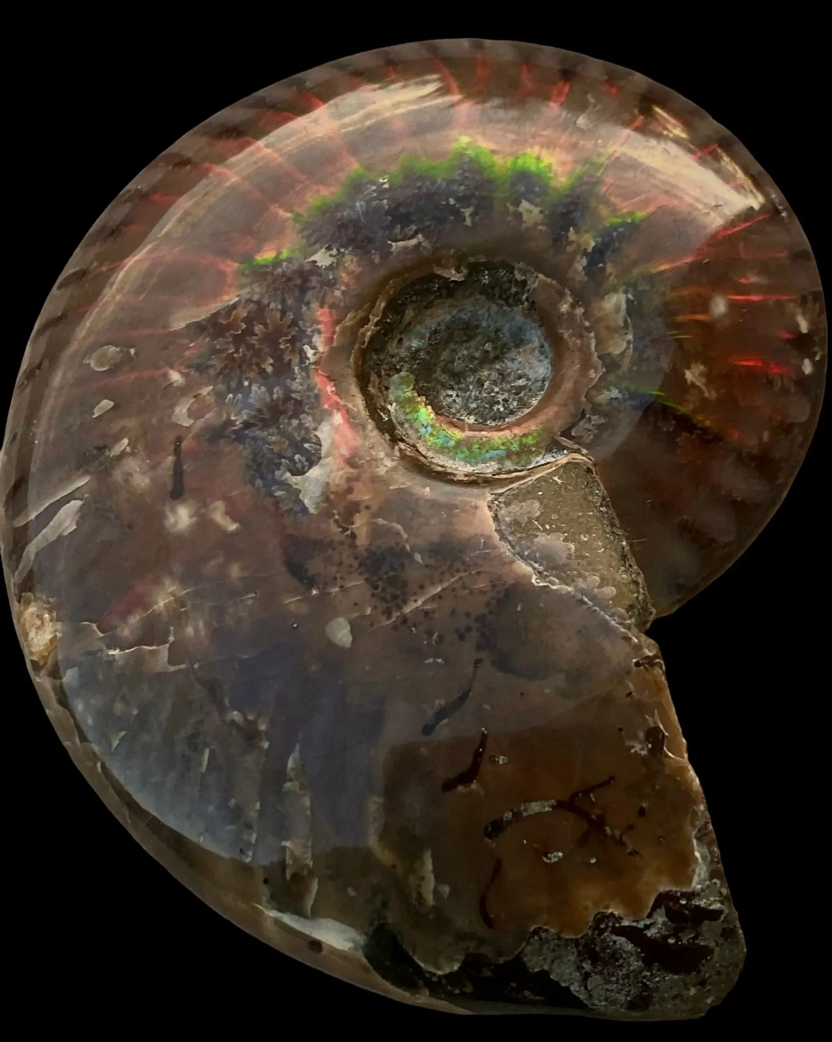 Ammonite Cleoniceras