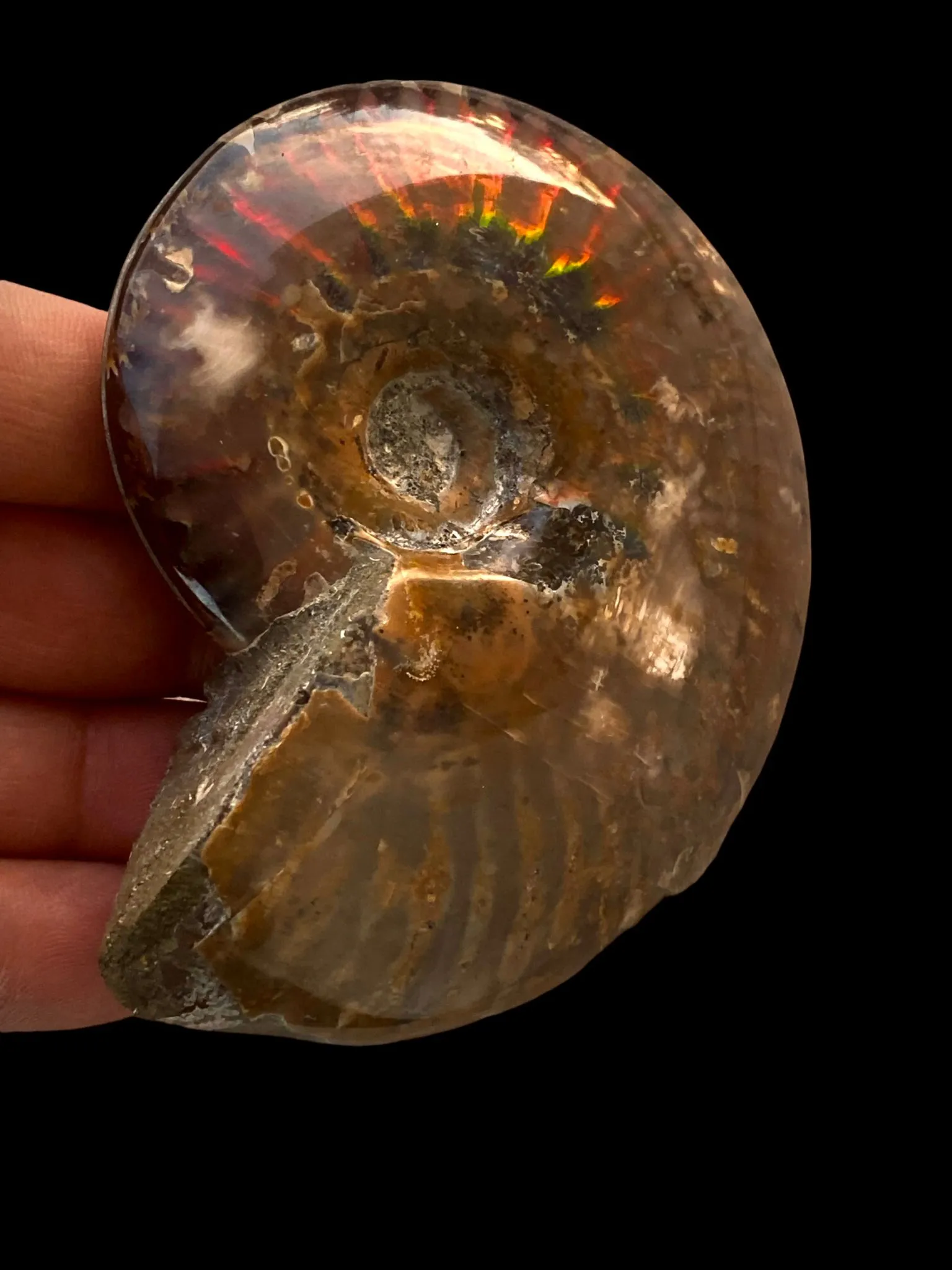 Ammonite Cleoniceras