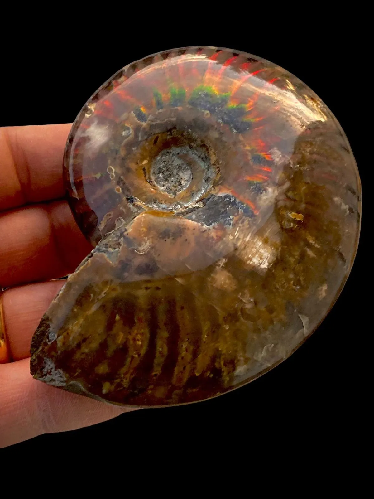 Ammonite Cleoniceras