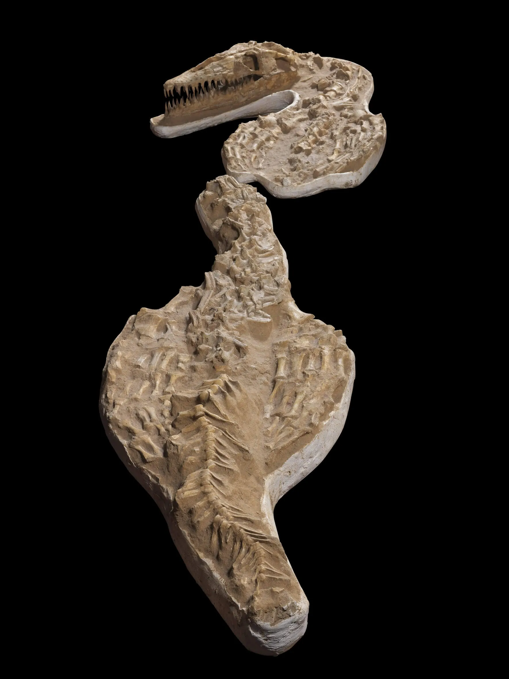 Fossile Mosasaurus