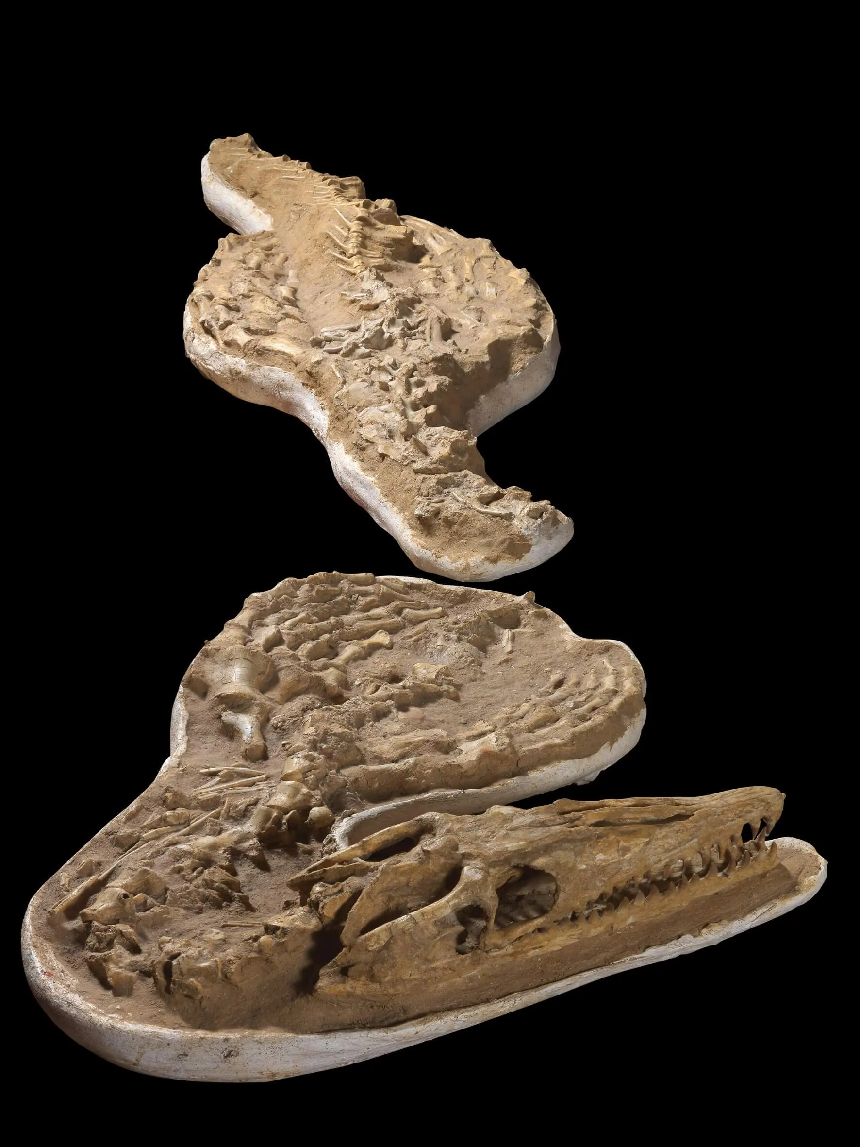 Fossile Mosasaurus
