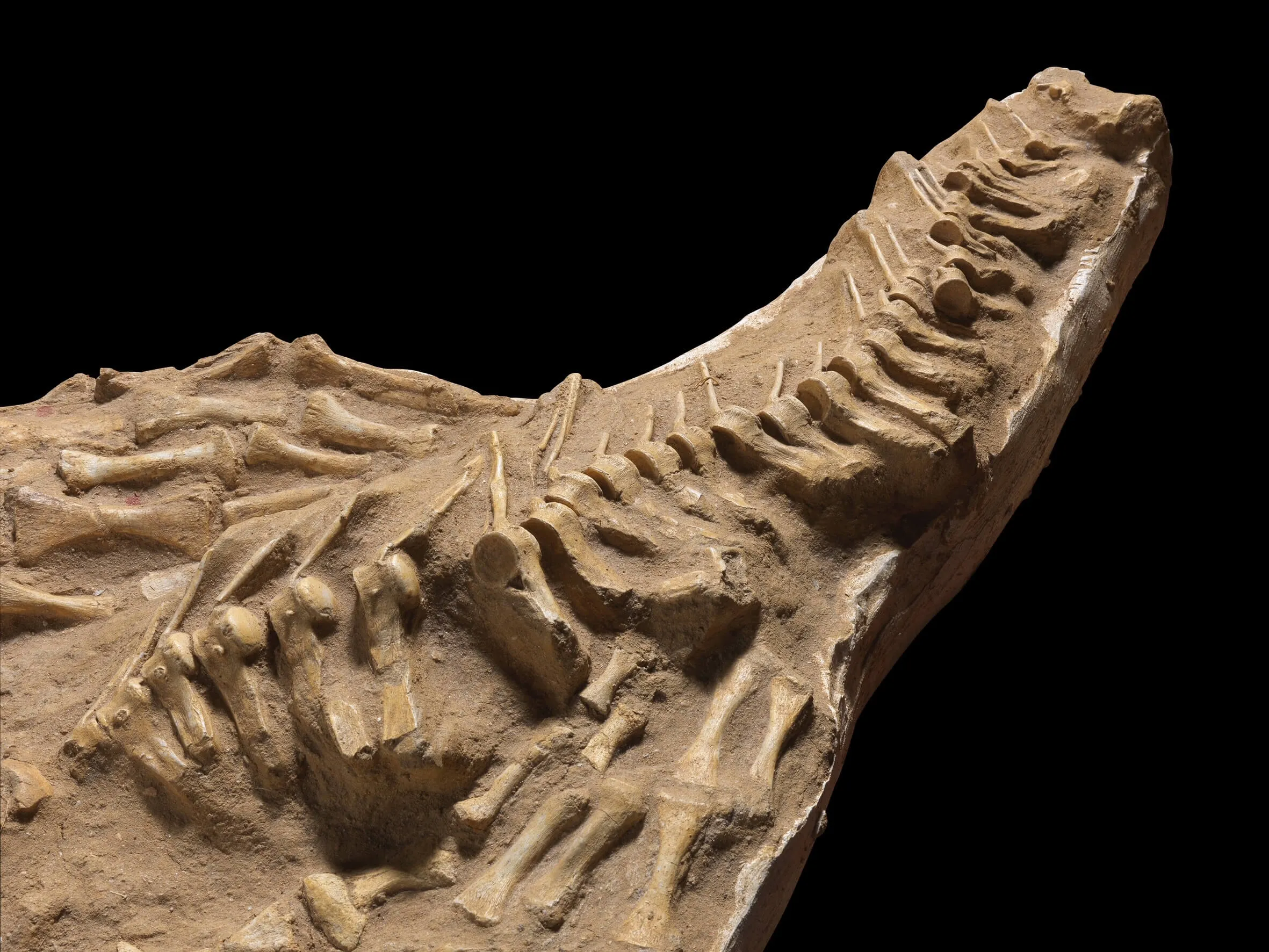 Fossile Mosasaurus