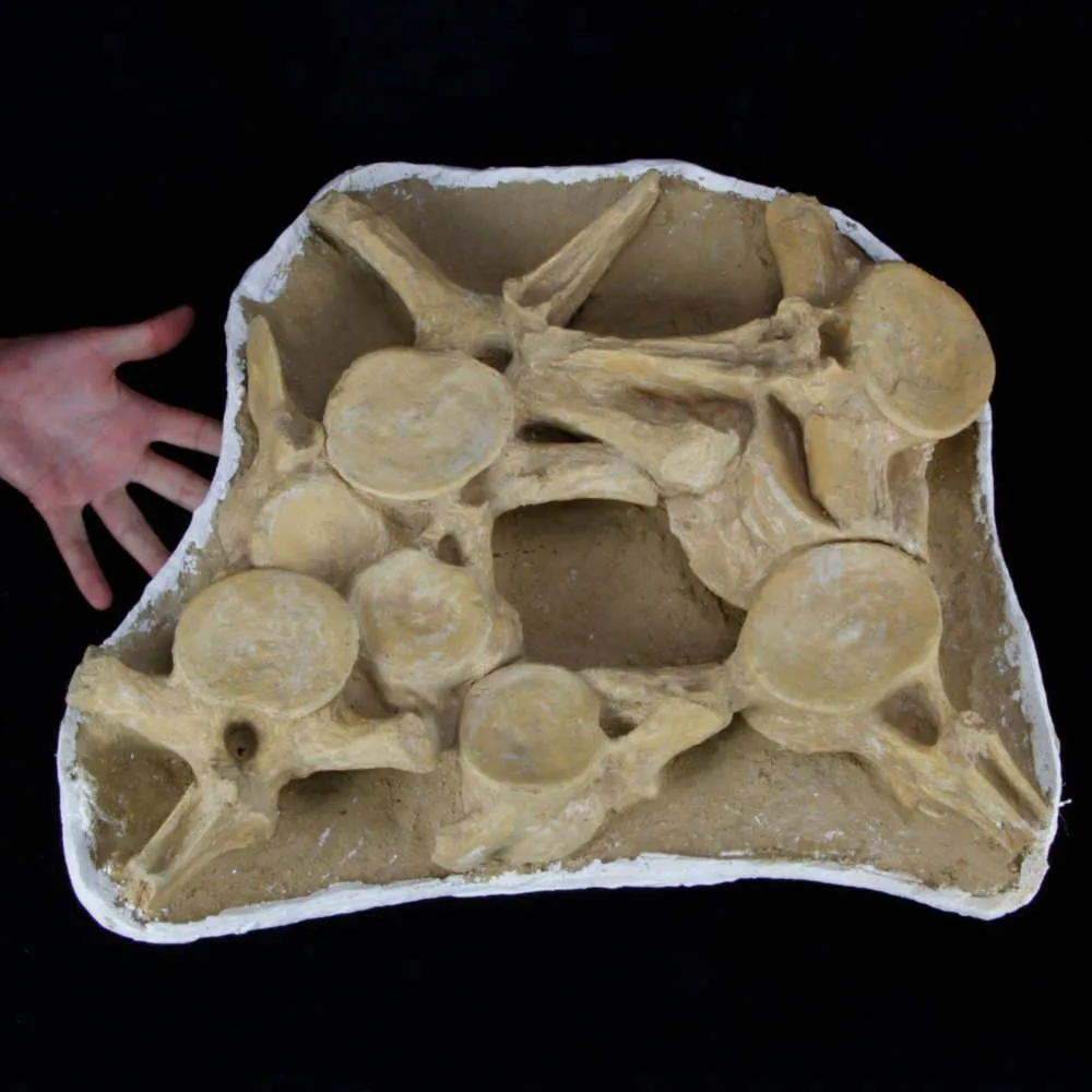 Plesiosaurus Dolichodeirus