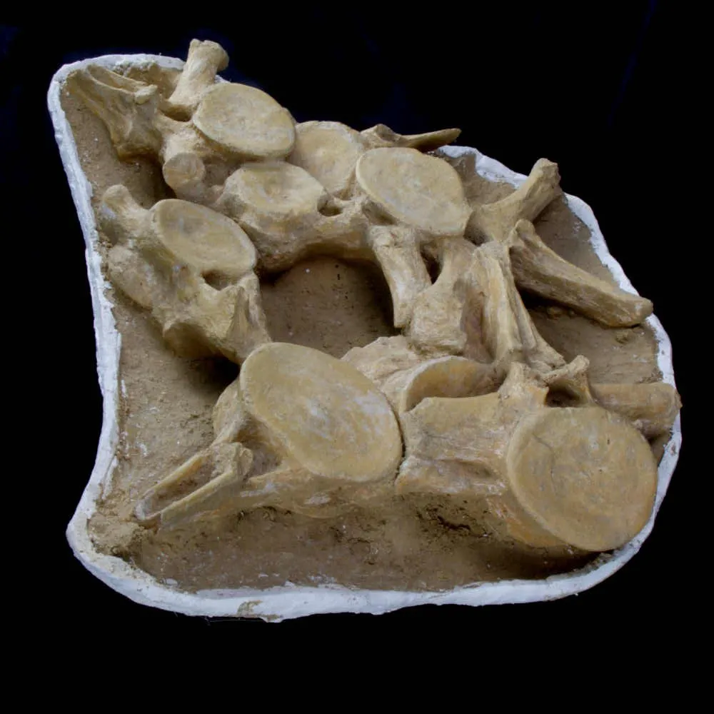 Plesiosaurus Dolichodeirus