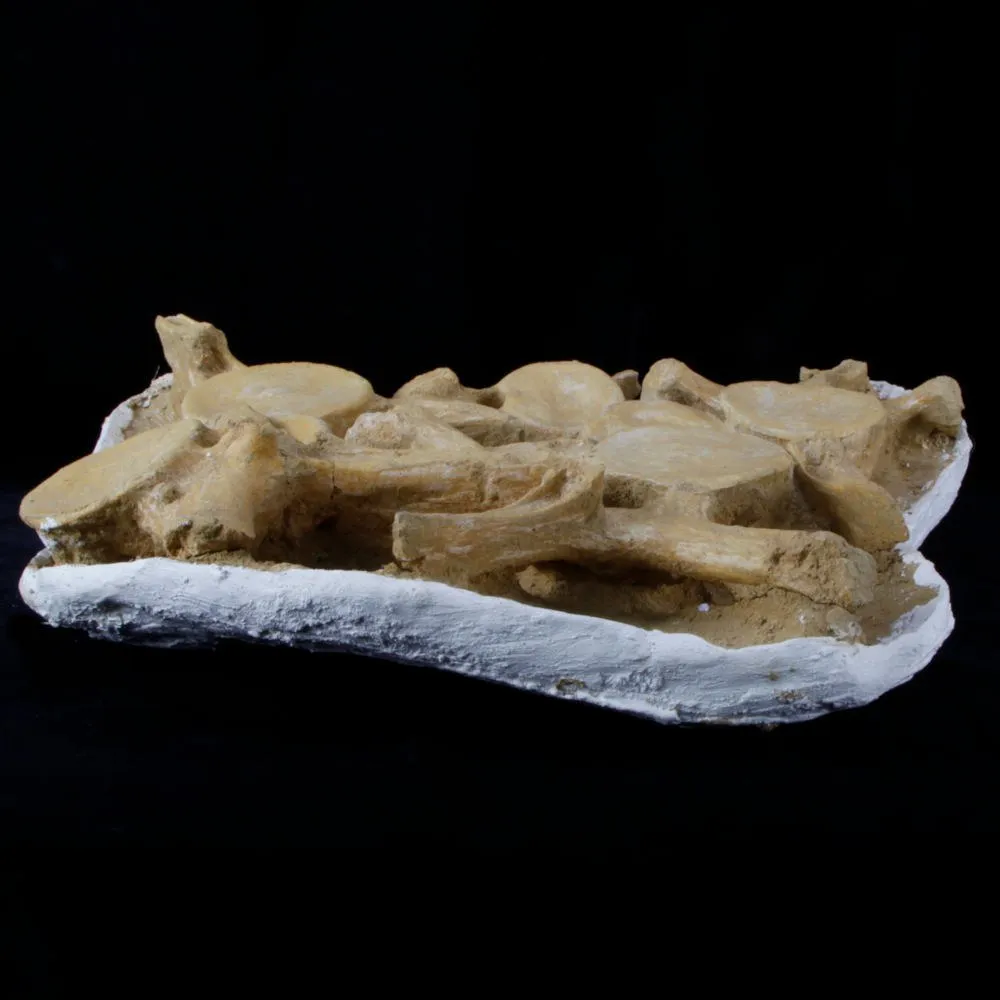 Plesiosaurus Dolichodeirus