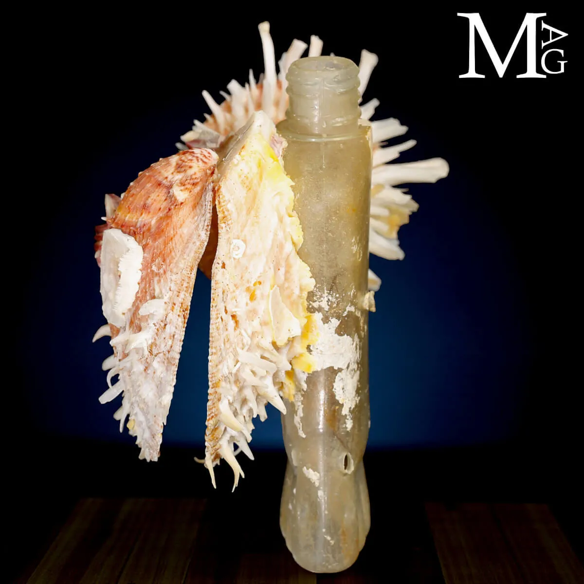 Reperto dell’Antropocene – Plastica e Vita Marina.