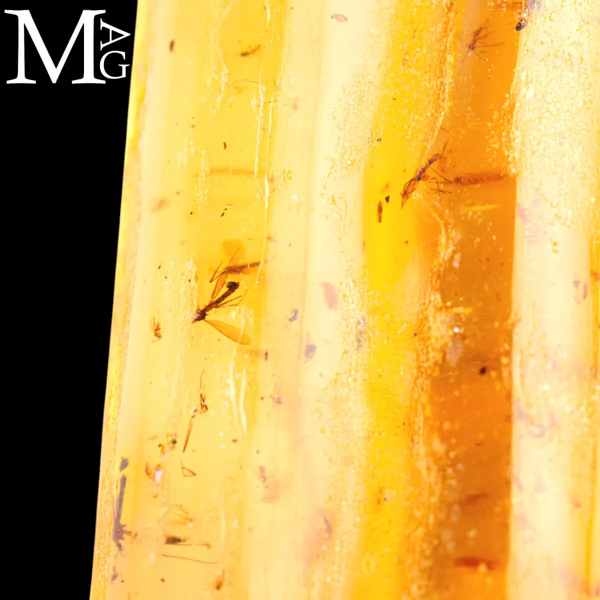Copale fossile con insetti – Madagascar