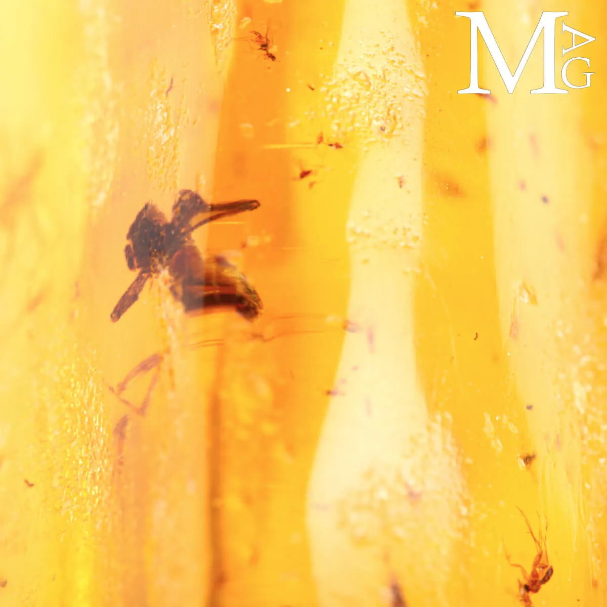 Copale fossile con insetti – Madagascar