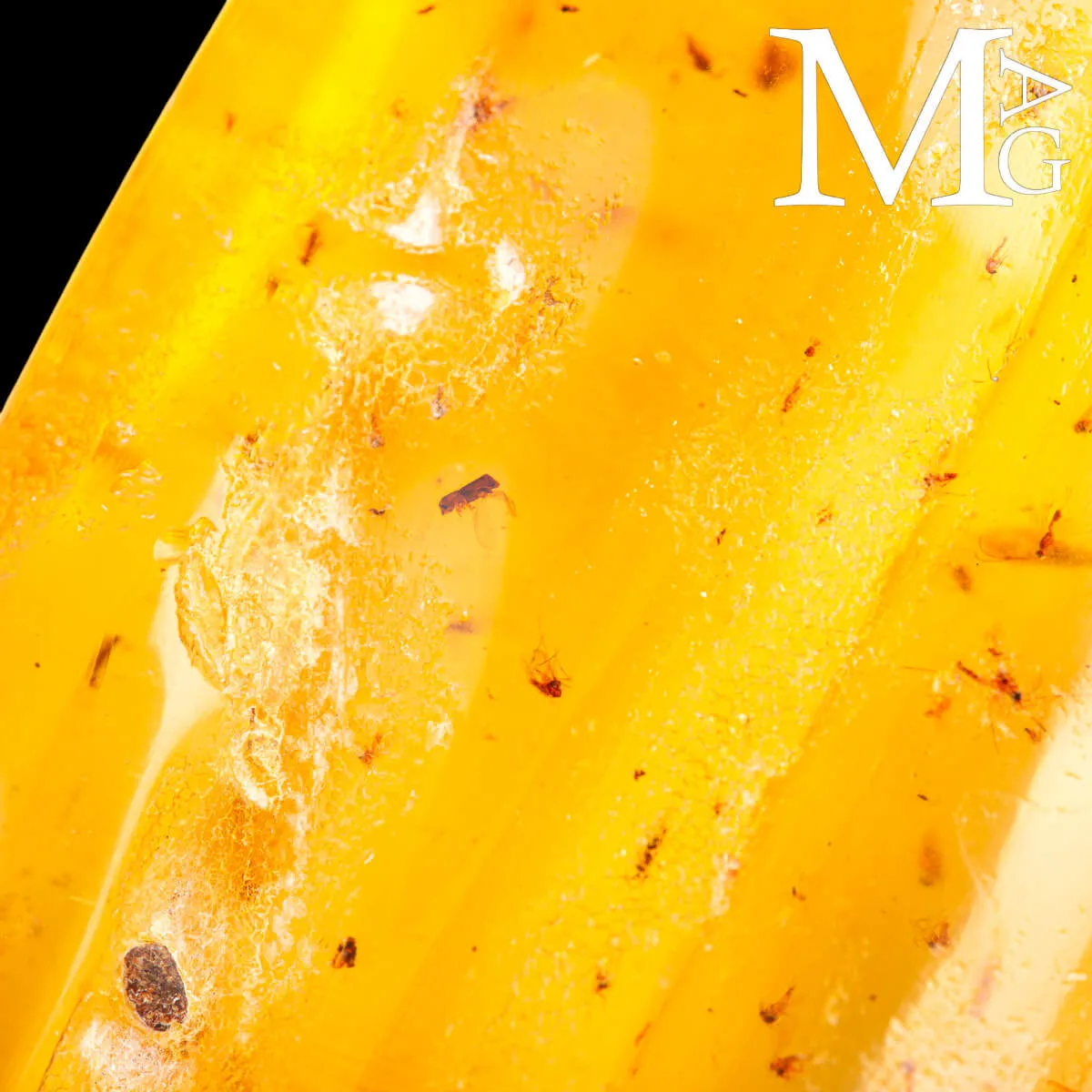 Copale fossile con insetti – Madagascar