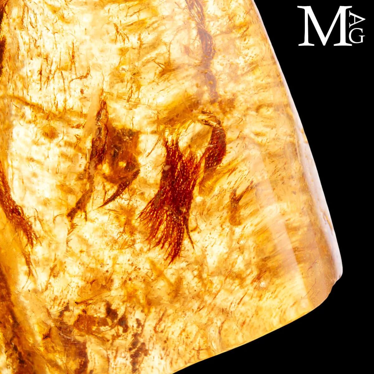 Copale Resina naturale Fossile.