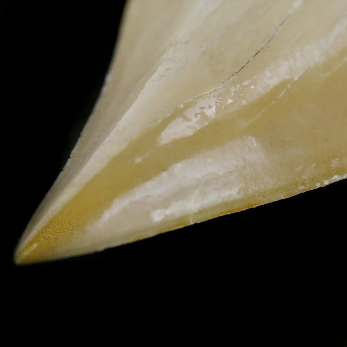 Dente di Squalo estinto - Otodus 