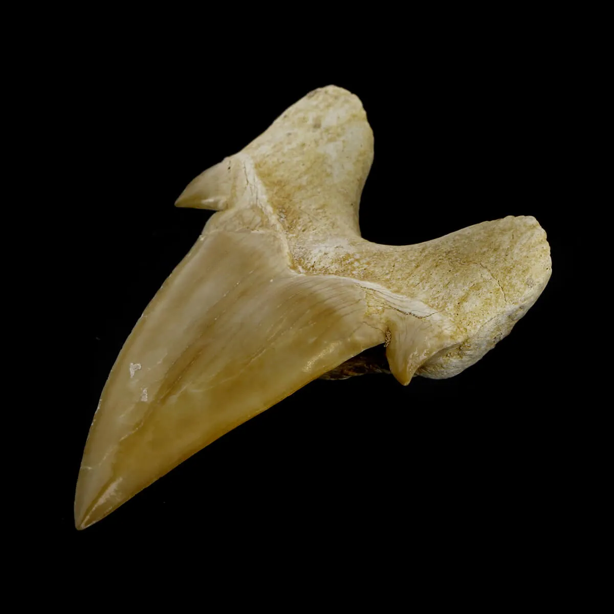 Dente di Squalo estinto - Otodus 
