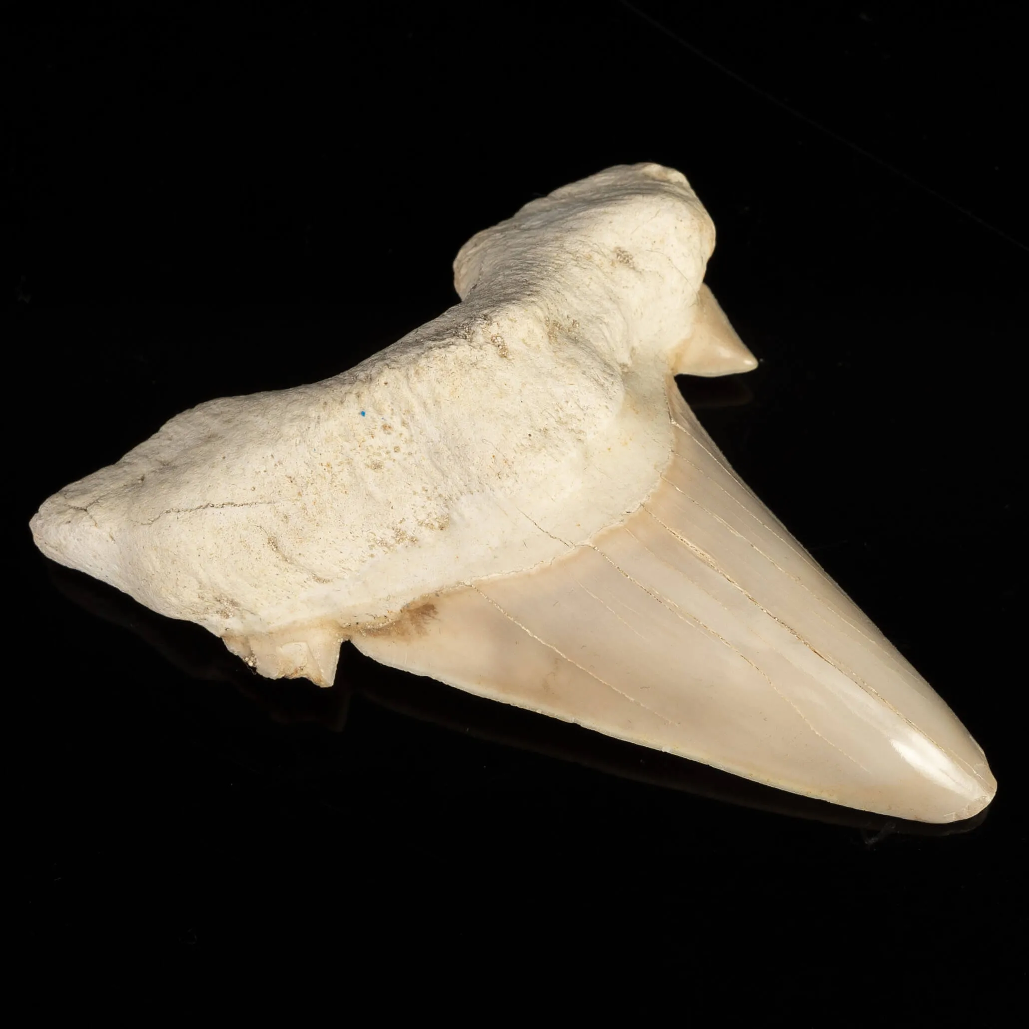 Dente di Squalo estinto - Otodus