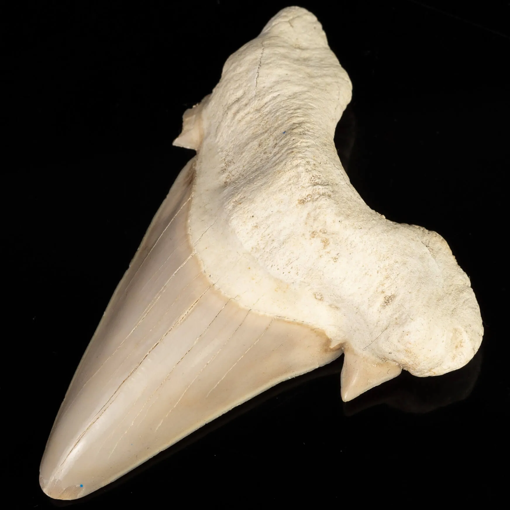 Dente di Squalo estinto - Otodus