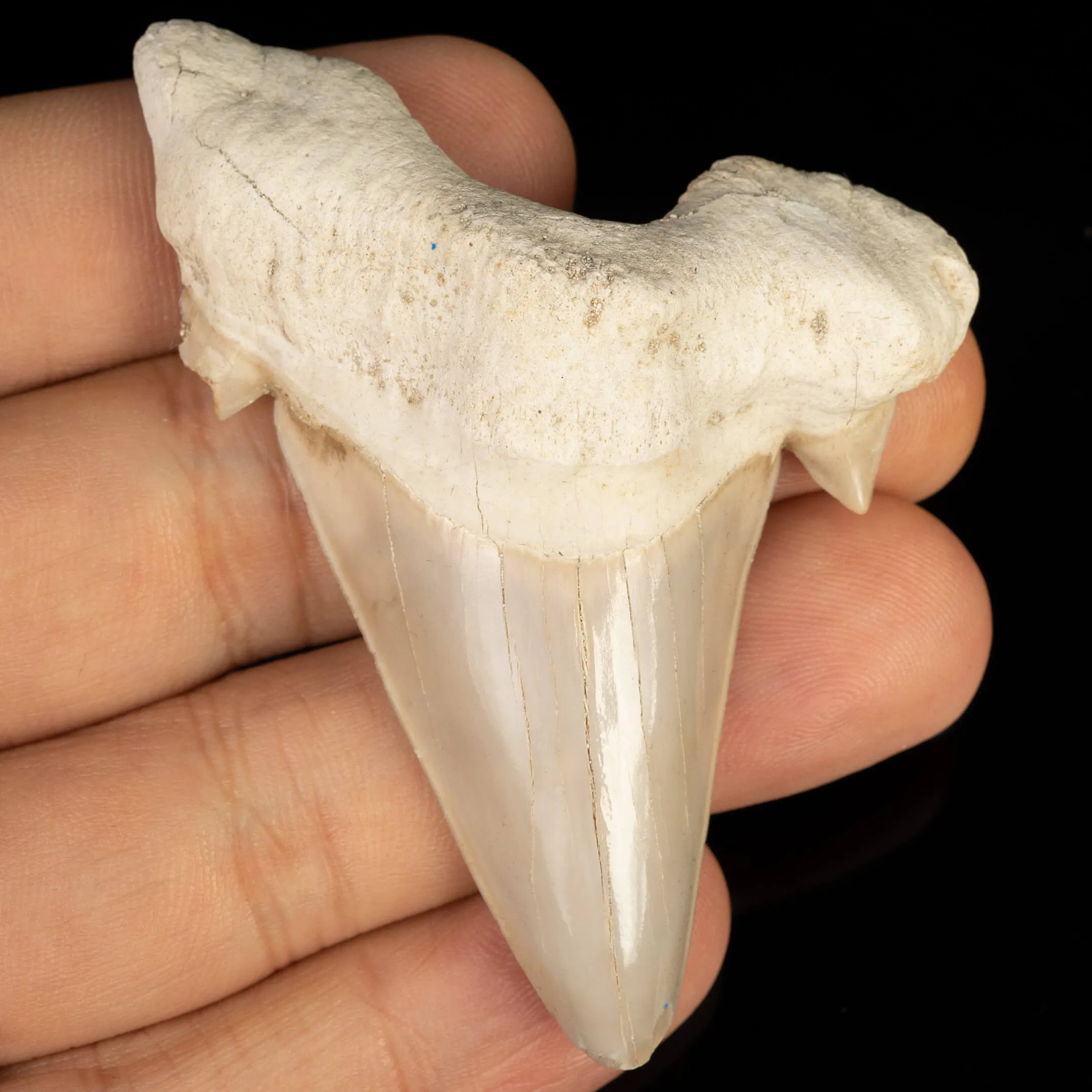 Dente di Squalo estinto - Otodus