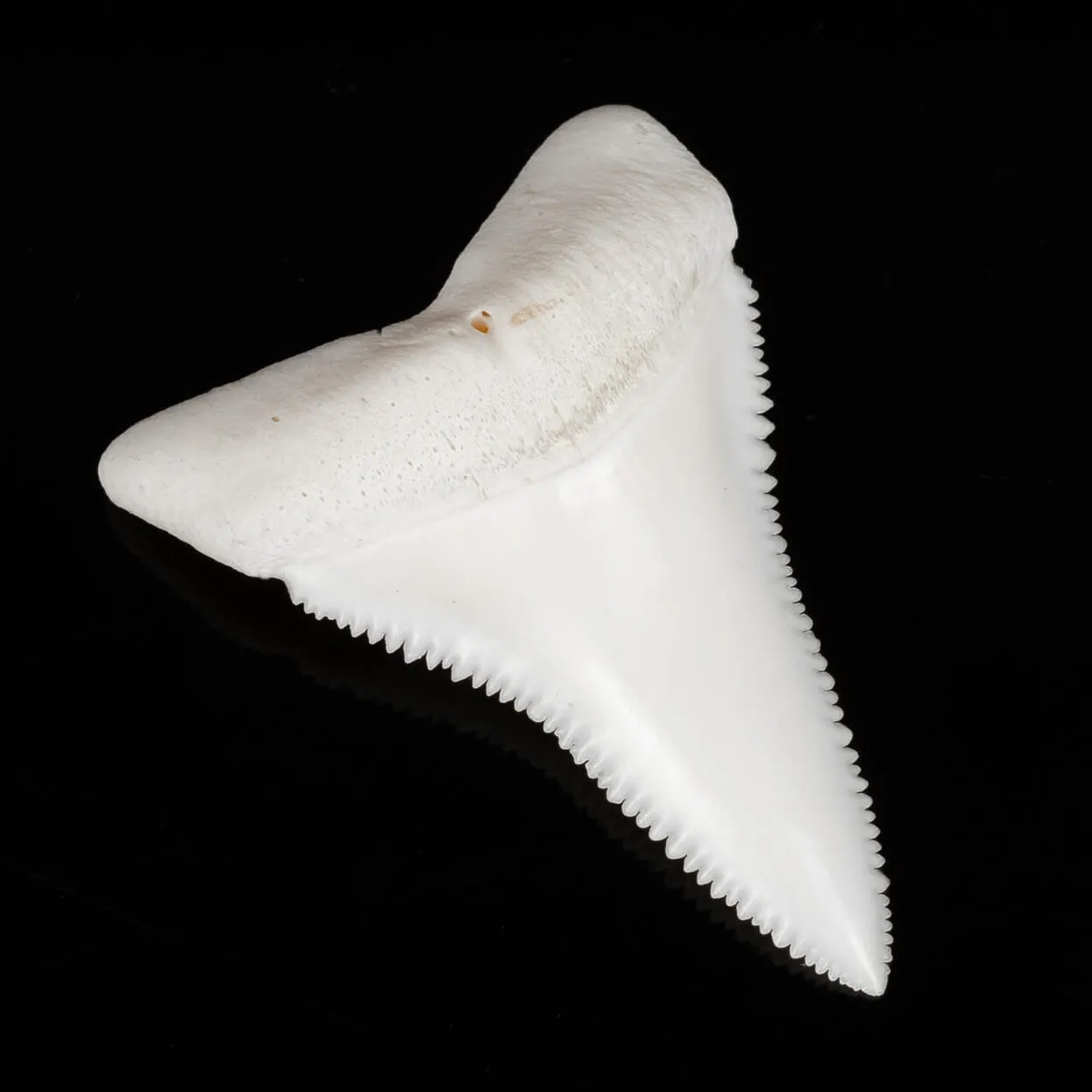 Dente di Squalo Bianco