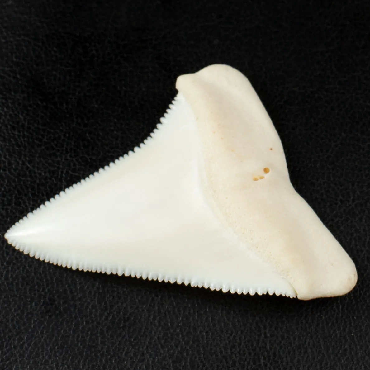 Meraviglioso Dente di Squalo Bianco Gigante.