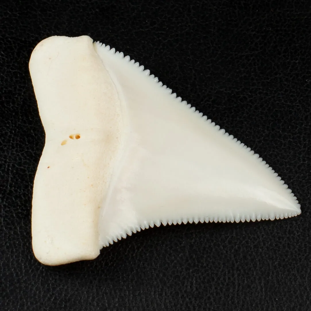 Meraviglioso Dente di Squalo Bianco Gigante.