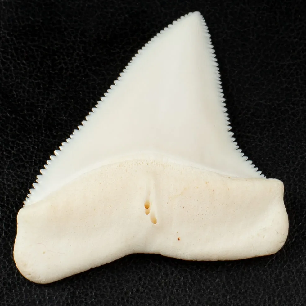 Meraviglioso Dente di Squalo Bianco Gigante.