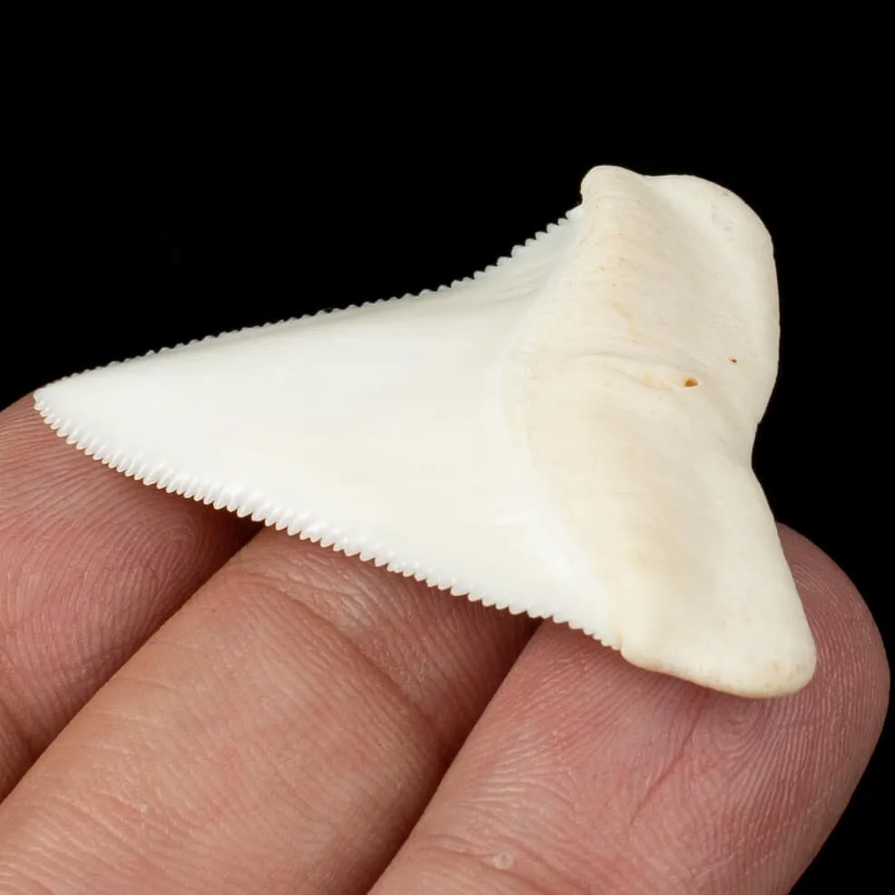 Meraviglioso Dente di Squalo Bianco Gigante.