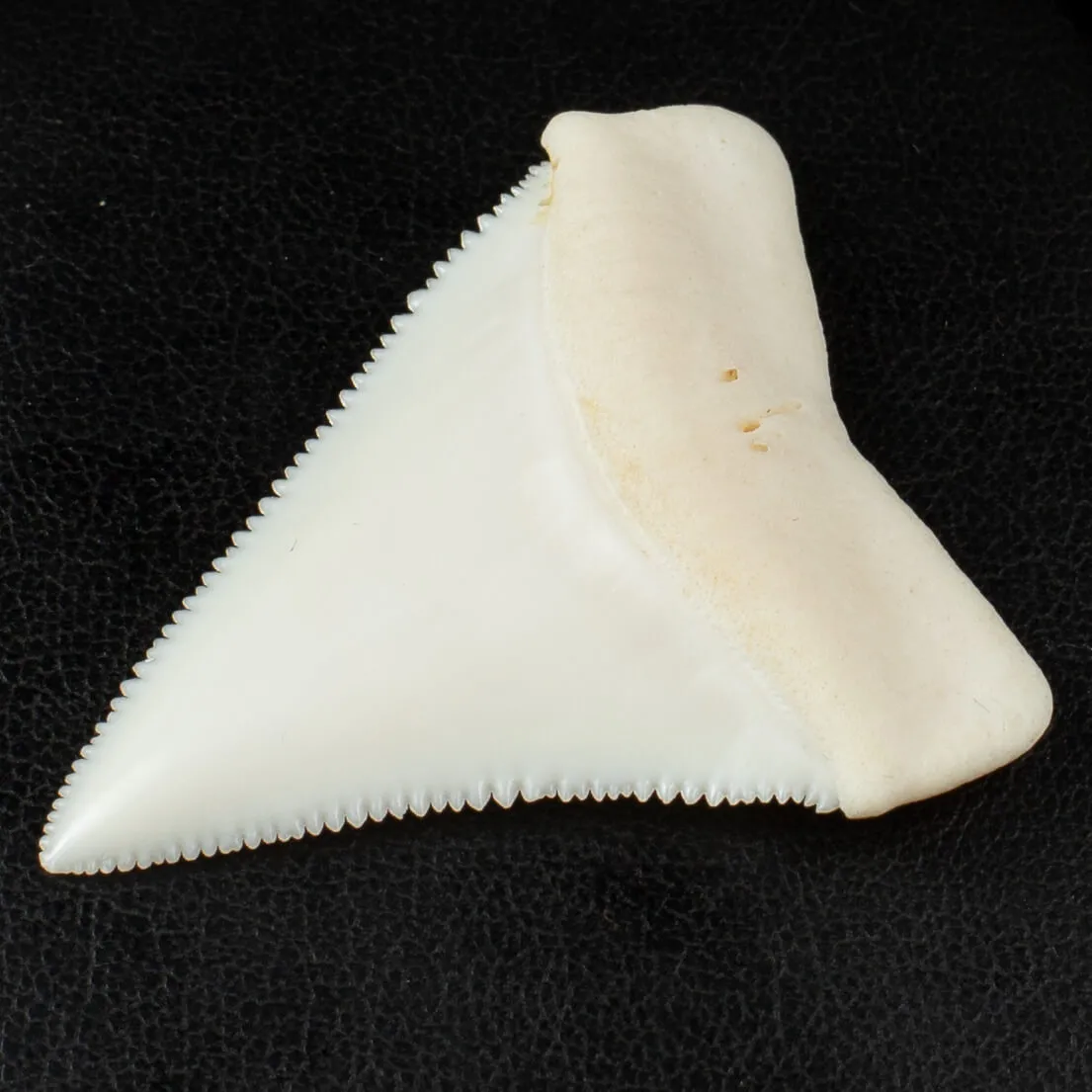 Dente di Squalo Bianco - Superiore Sinistro.