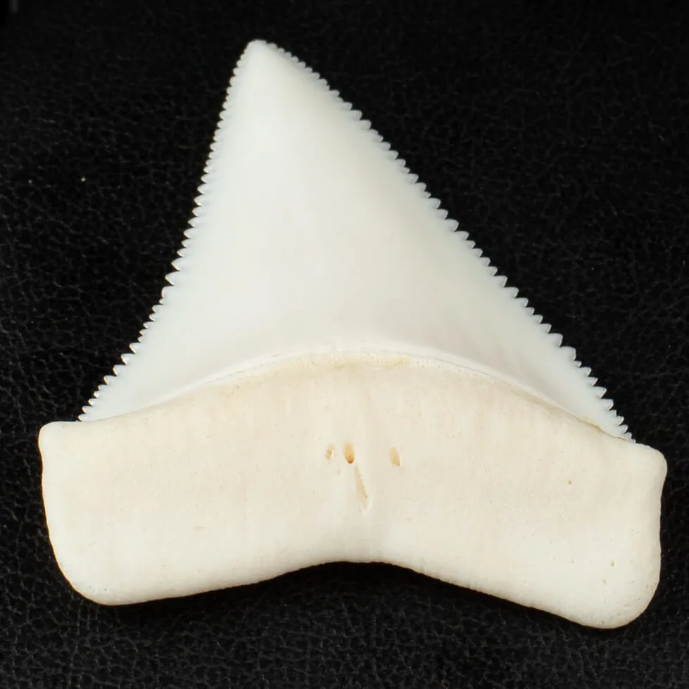 Dente di Squalo Bianco - Superiore Sinistro.