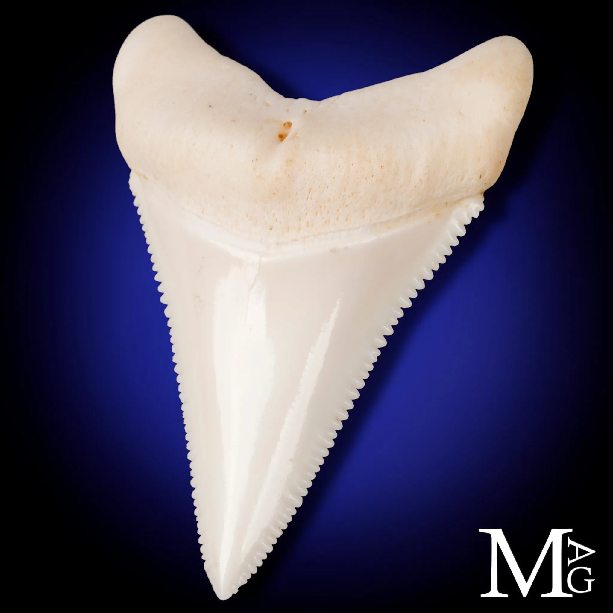 Grande Squalo Bianco - Dente Centrale A1 Superiore Destro – 49 mm