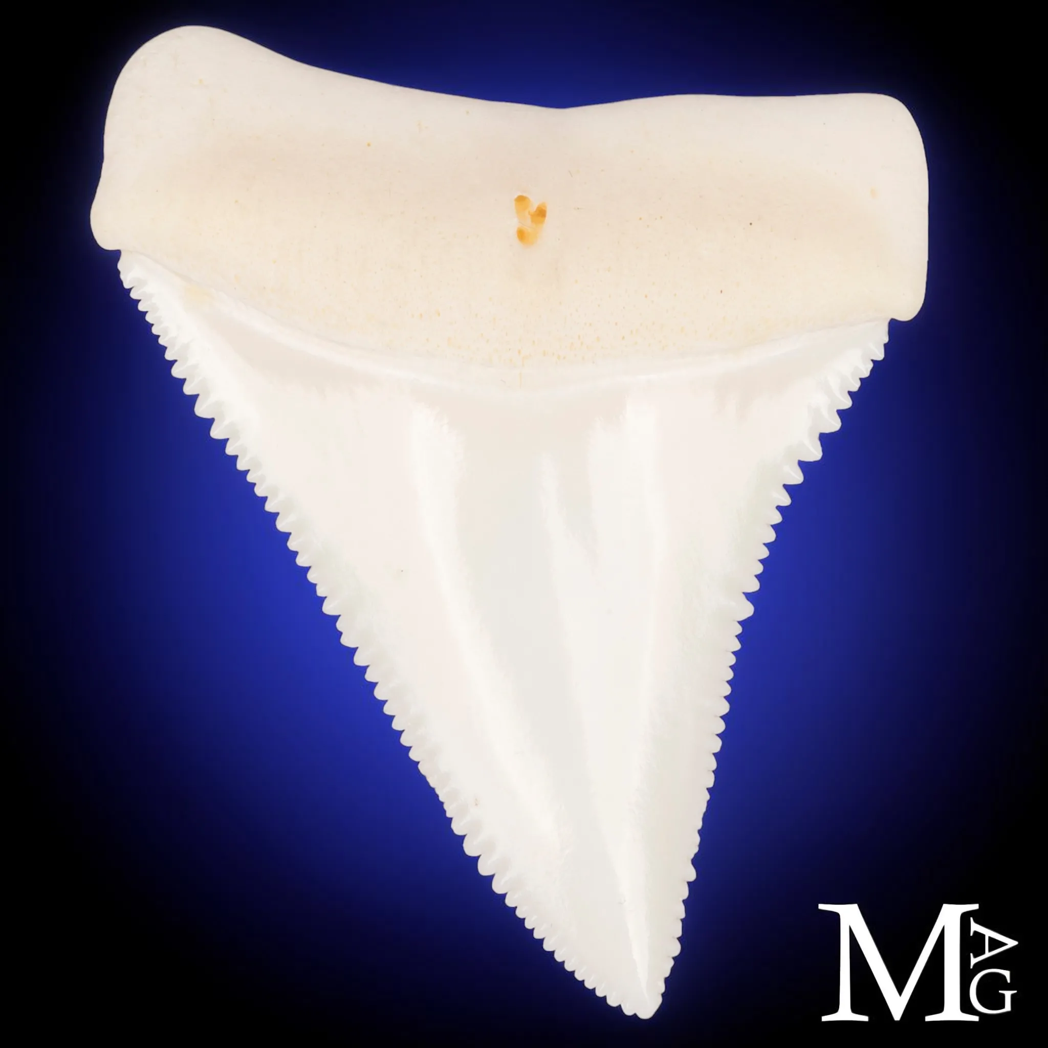 Grande Squalo Bianco - Dente A2 Superiore Sinistro – 50 mm