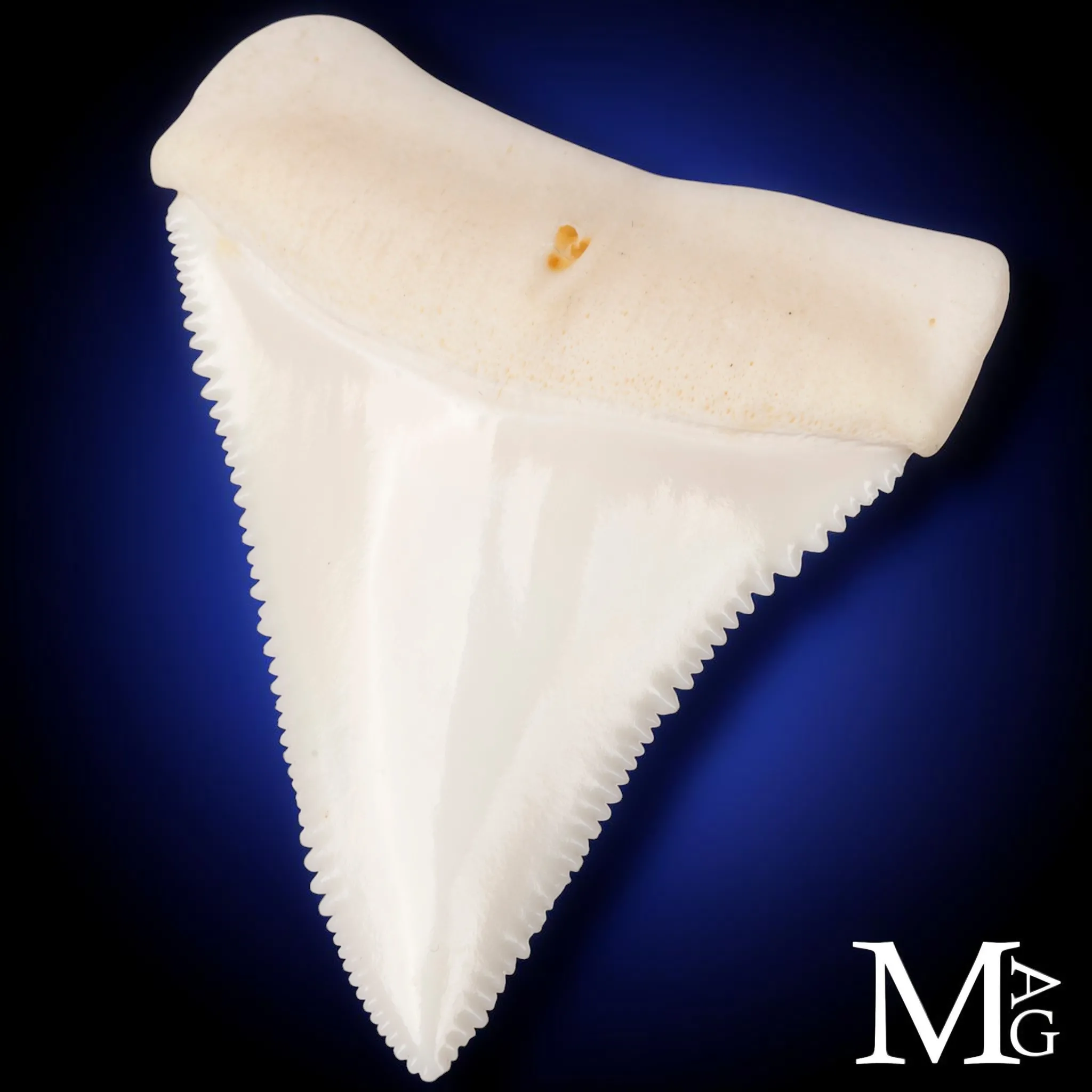 Grande Squalo Bianco - Dente A2 Superiore Sinistro – 50 mm